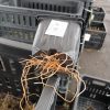Питомник Омский Садовод